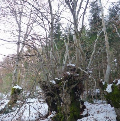 Hêtres plessés de Chatel Montagne