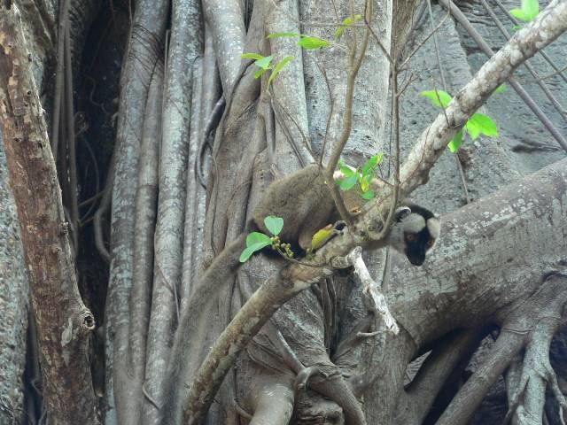 Ylang-ylang. Fleurs, fruits et arbres du baobab. Plages de sable noir. Des mangroves. Et des sourires!