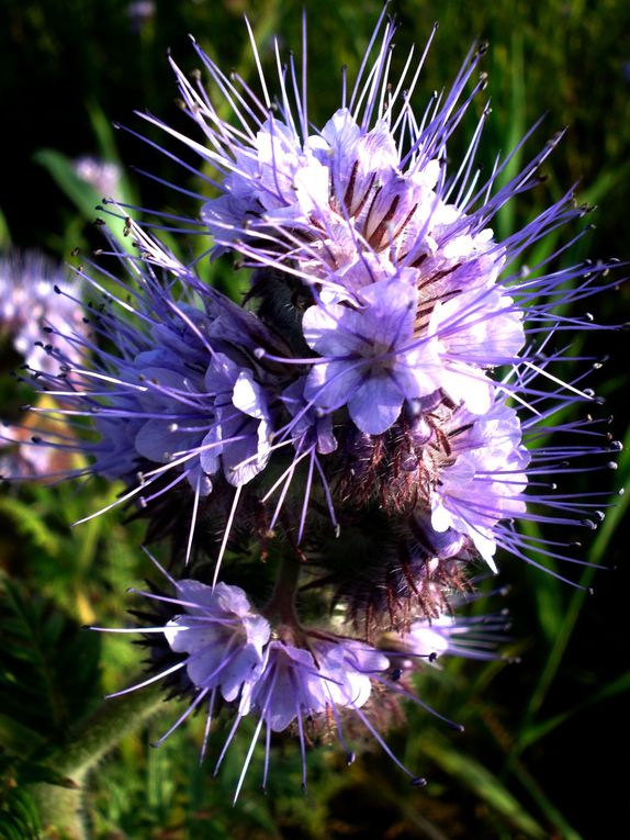 Prés et champs dont la mer n'est jamais éloignée, bois de korrigans et bords de dunes... Fleurs des champs!