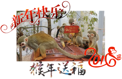 Bonne année du singe ! 猴年快乐 !