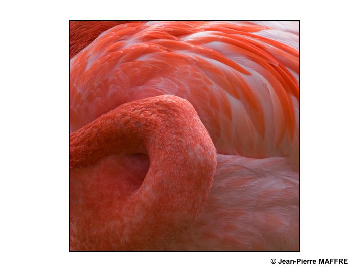 Que de plumes ! Moulin rouge, Folies Bergères, Lido ? Raté : Flamants roses tout simplement.