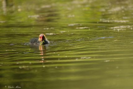 La Foulque macroule (Fulica atra)