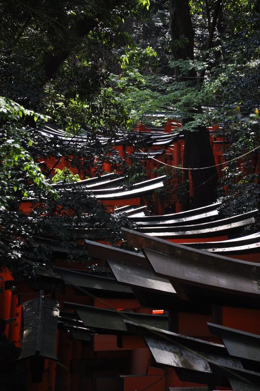 Album - 03-Fushimi-Inari