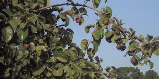 Un arbre africain sécrète un antidouleur: le nauclea latifolia