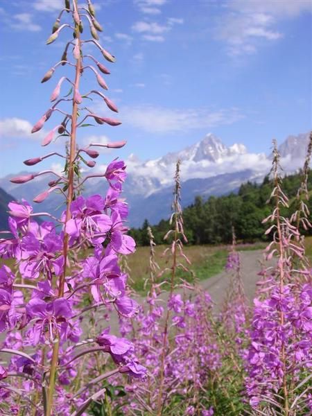 Les plus belles photos de ma semaine VTT en Haute-Savoie avec l'Ucpa en août 2008.
Voir aussi l'article correspondant...