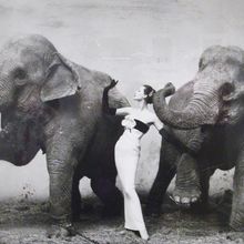 La Dovima (en robe Dior) et ses Elephants (par Richard Avedon)