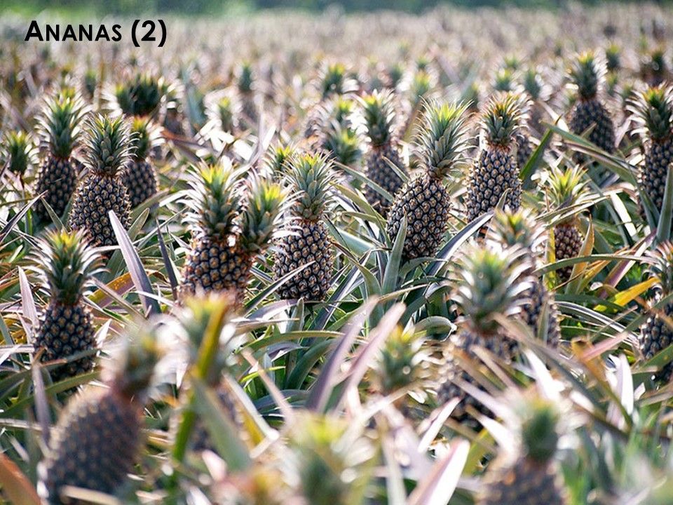 La Nature - Les Plantes - 1