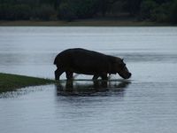 La vie dans le Selous