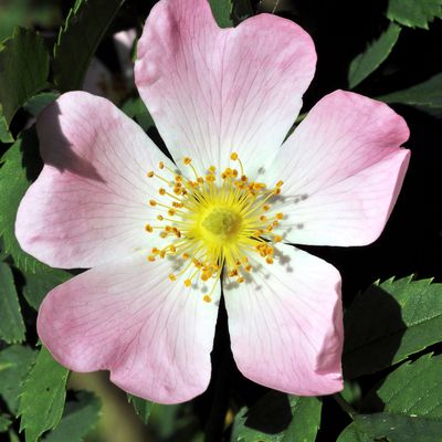 L'EGLANTIER ou ROSIER des CHIENS ancêtre des rosiers