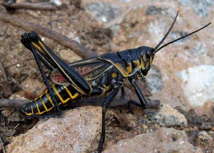 Photos des insectes que j'a pu trouver sur les routes de Floride