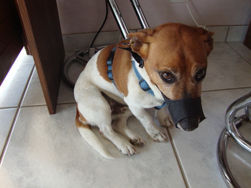Milou En Colere Chien Jack Russel