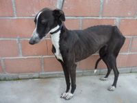 chien lévrier galgo a adopter