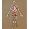 l'anatomie du corps humain en Lego!