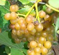 #Vidal Blanc Producers Pennsylvania Vineyards page 3