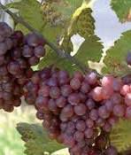 Traminer Producers Australia Vineyards 