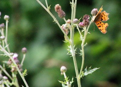 Ce papillon, il y en a peu dans mon secteur, c'est le deuxième que je rencontre.