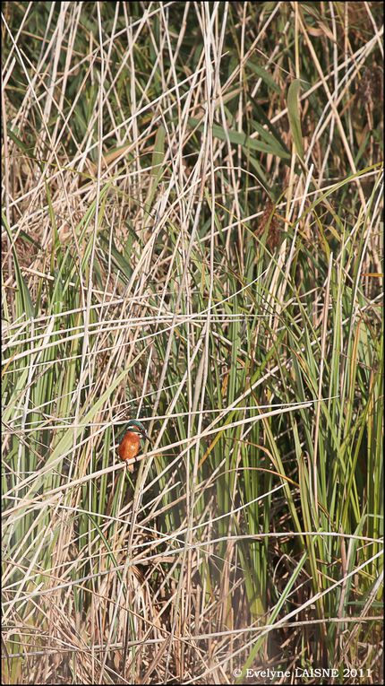 Album - Lac-du-Der