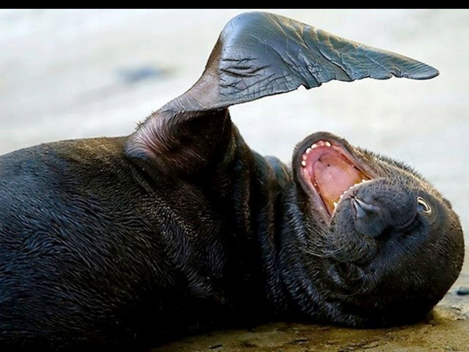 Divers - Il fallait l'attraper