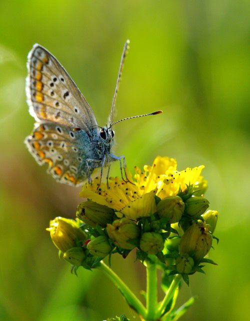 Album - Macro-Papillons