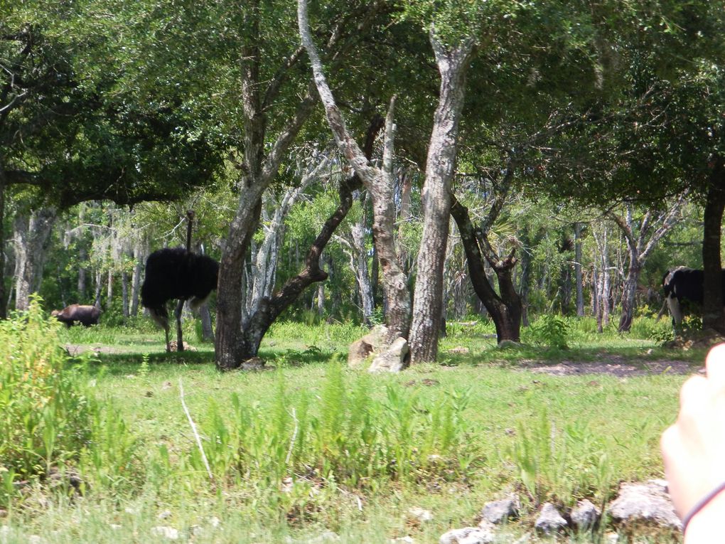 Le 6 juin, nous partons à la découverte des Everglades, plus célèbre Parc Naturel National de Floride.