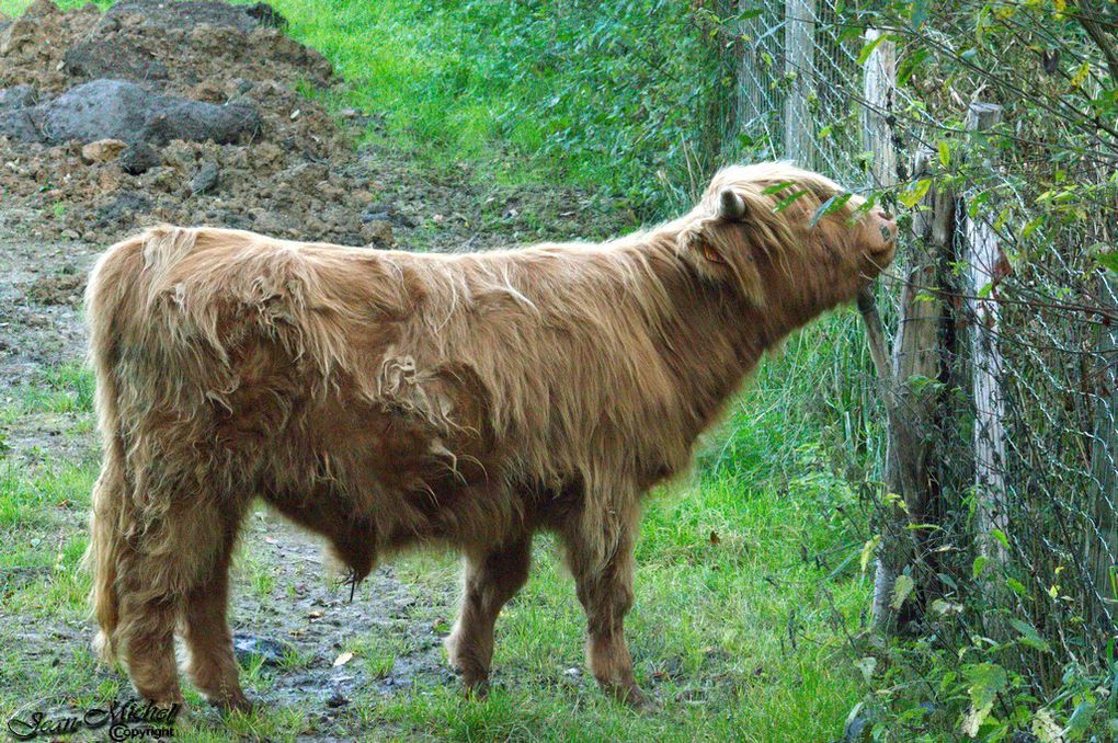 Vaches highland .