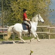 Séance de dressage avec la nouvelle selle