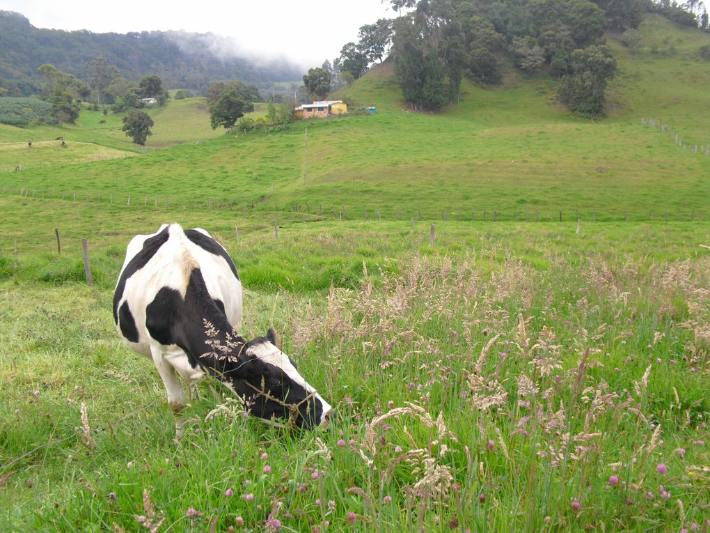 Album - COLOMBIA-2010