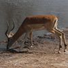 Mâle impala au point d'eau