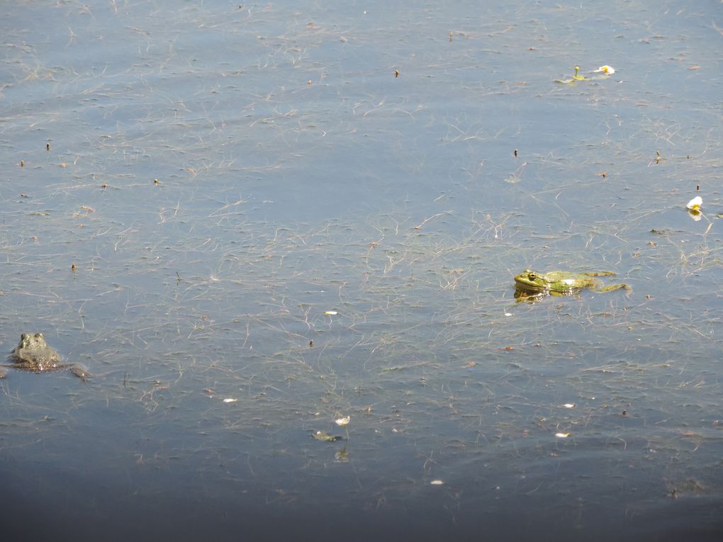 les grenouilles du lac de Naussac.