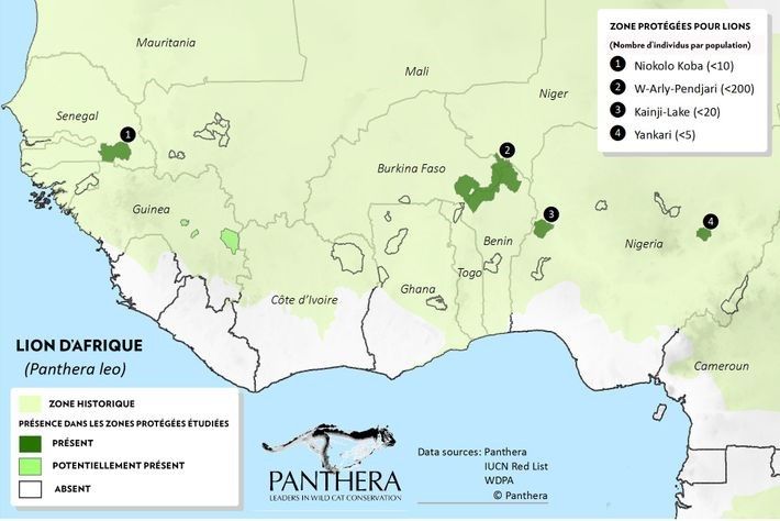 000 Lions Seulement Dans La Nature Nature D Ici Et D Ailleurs