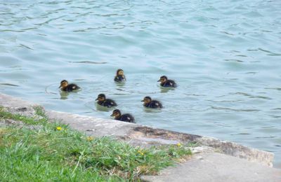 Canard Colvert