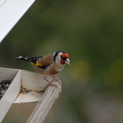 Les oiseaux