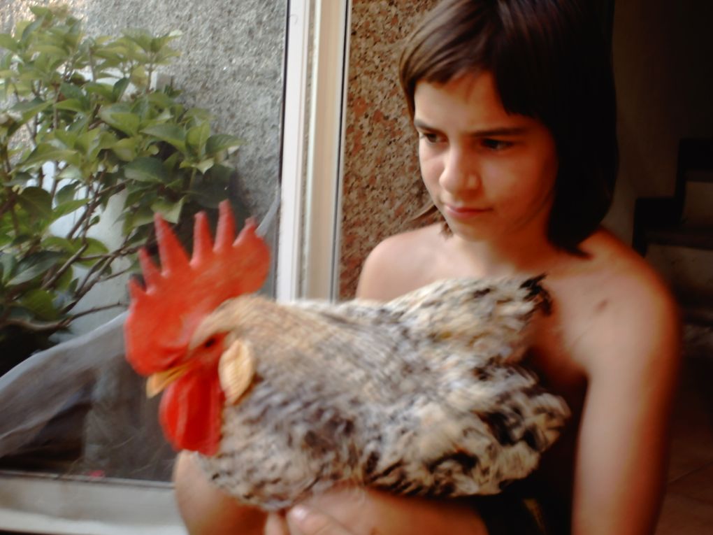  Benvenuti nel mondo della Cantadina tra Semi Galline e Api