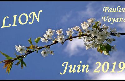 Lion juin 2019