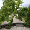 Le jardin des vignes