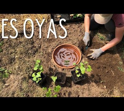 Jardinage - Arrosage