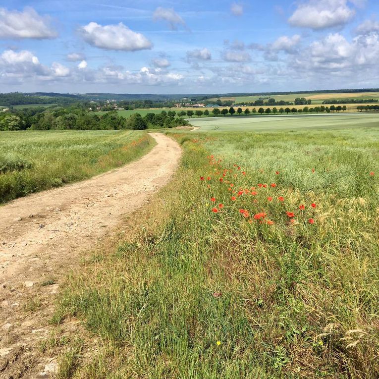 635. Dimanche 4 Juin, Morintru et le Bois de la Barre.