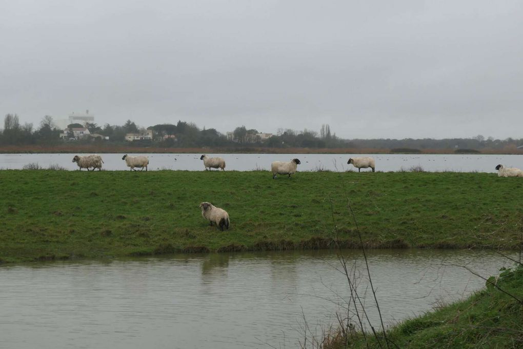 Promenade n°60 de janvier 2022 : Rochefort : les rives de Charente sous la pluie !