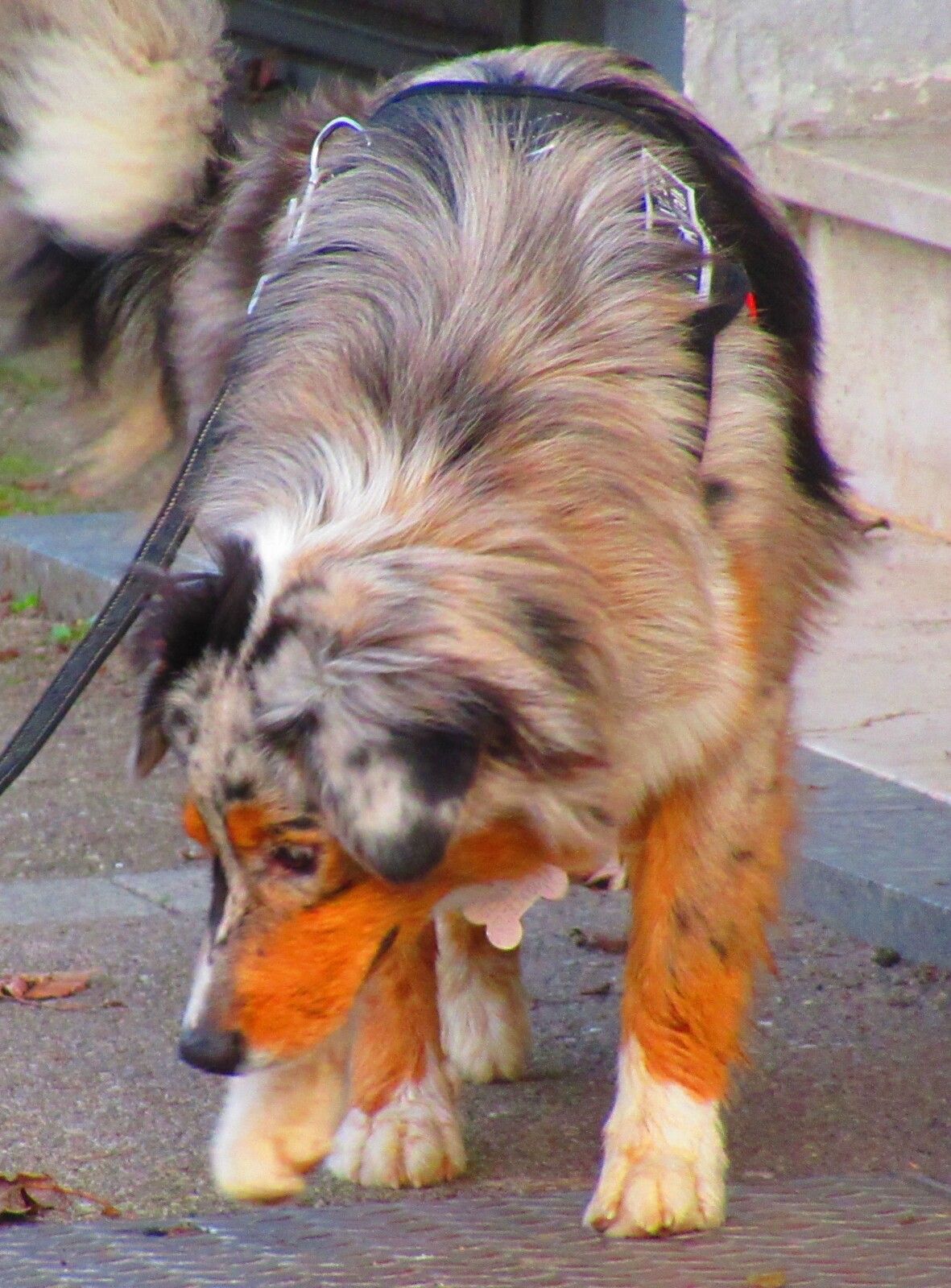 La filière canine en France : un secteur en chiffres. crédit photo www.photos-gratuites.com 