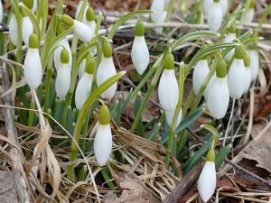 Galanthus nivalis L. (perce-neige, Lumikelluke)