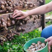 Bienvenue chez vous : Les escargots de Corinne Picolet à Entrelacs