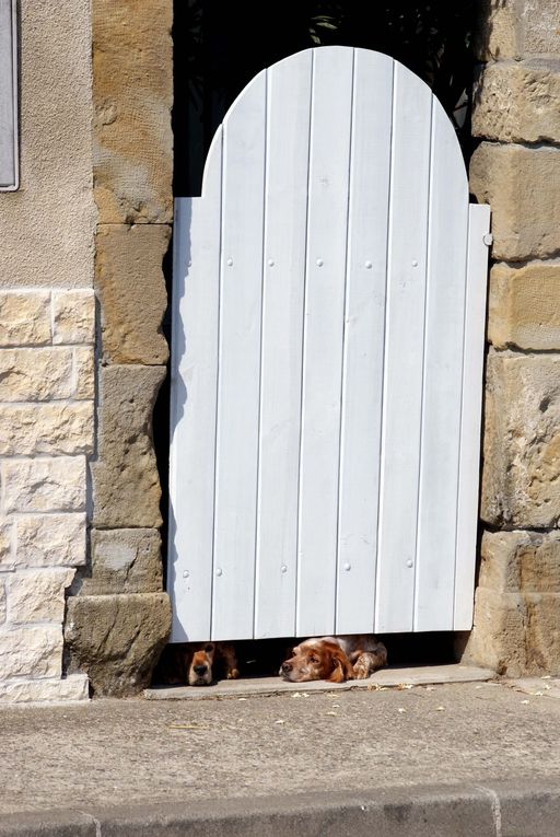 Chiens et chats divers rencontrés ou gardés chez moi... ou en visite !!