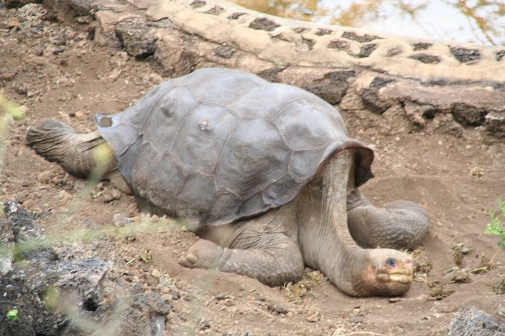 Photos d'Equateur et Galapagos