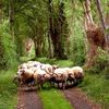 Retour des moutons photo de Patrick Desbois