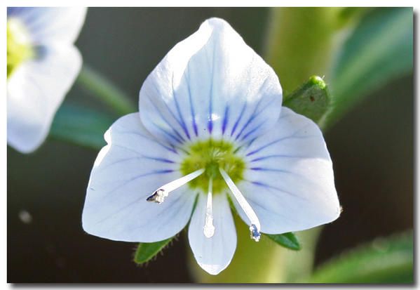 Album - fleurs-et-feuilles