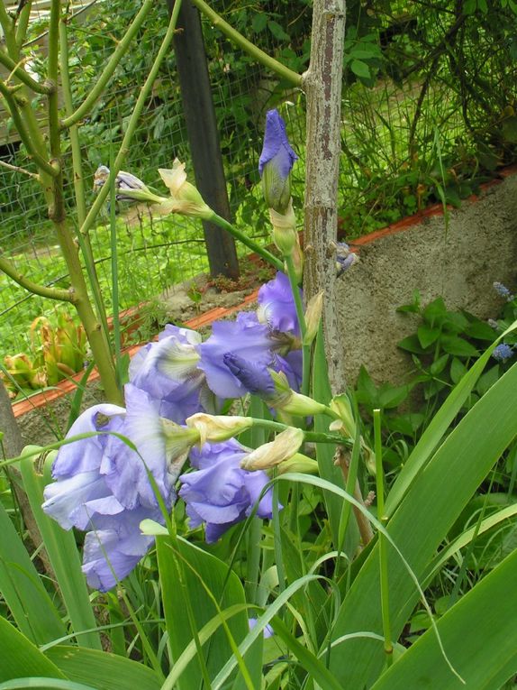 Les iris bleus...