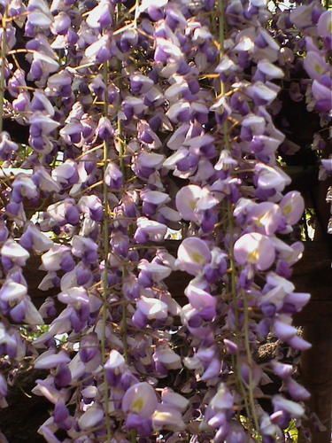 Divers aspects de la flore japonaise, qui est tr&egrave;s riche et vari&eacute;e&hellip;