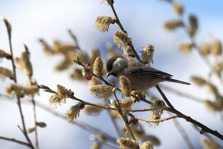 Album - Faune-Oiseau-7