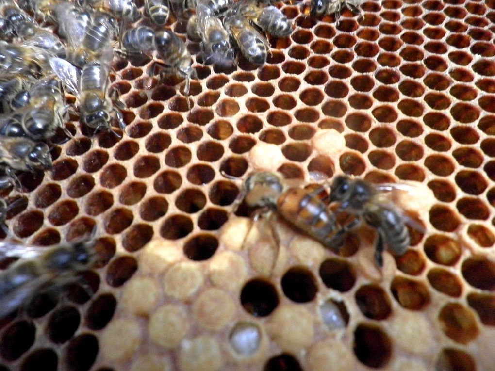 nos travaux aux ruchers en 2012