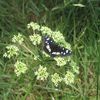 ... papillon bleu nuit...!